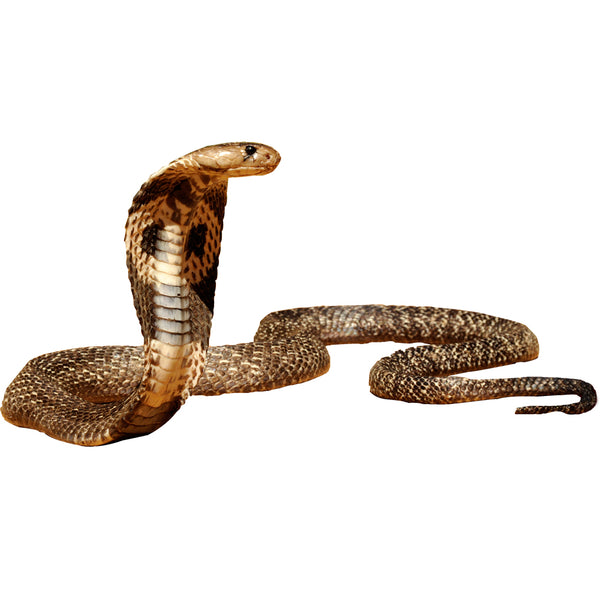 Cobra Snake Peel and Stick Wall Decal VWAQ - COB555